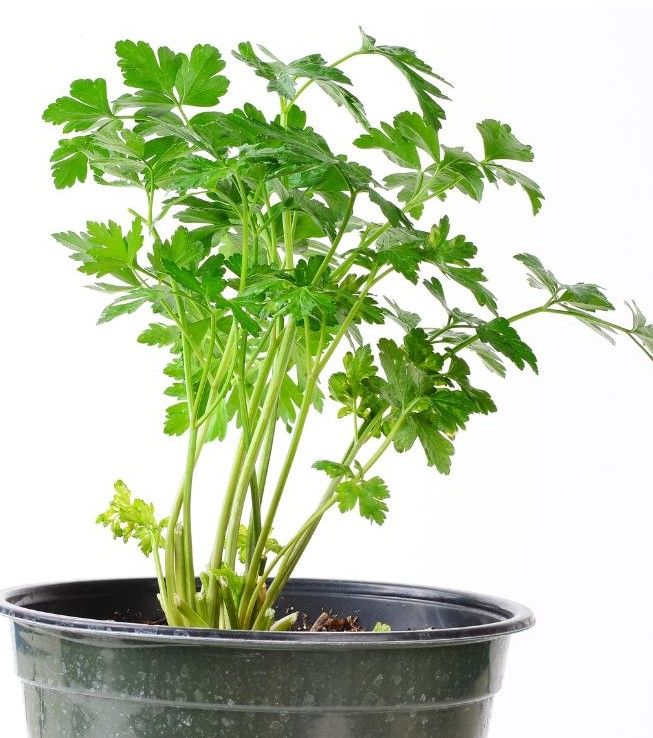 Potted Parsley 4"
